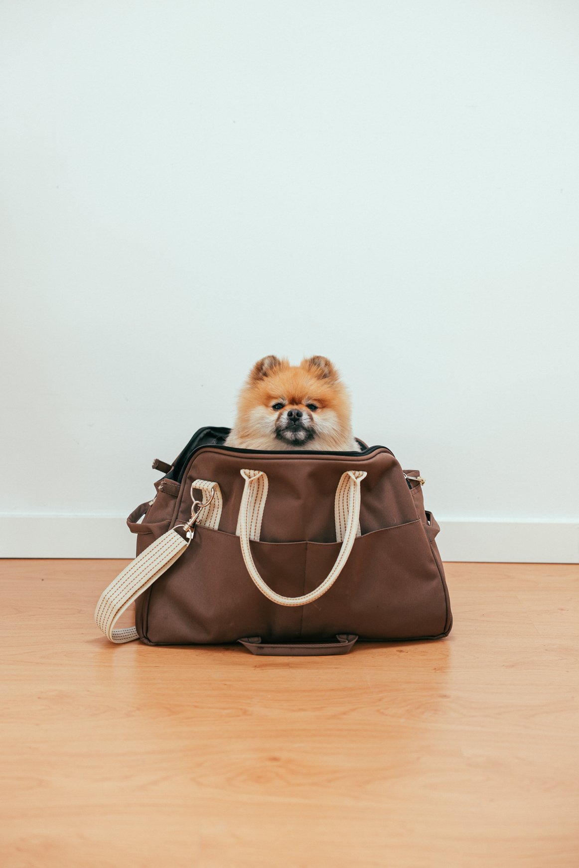 Brown and White Pomeranian Puppy in Brown Leather Handbag