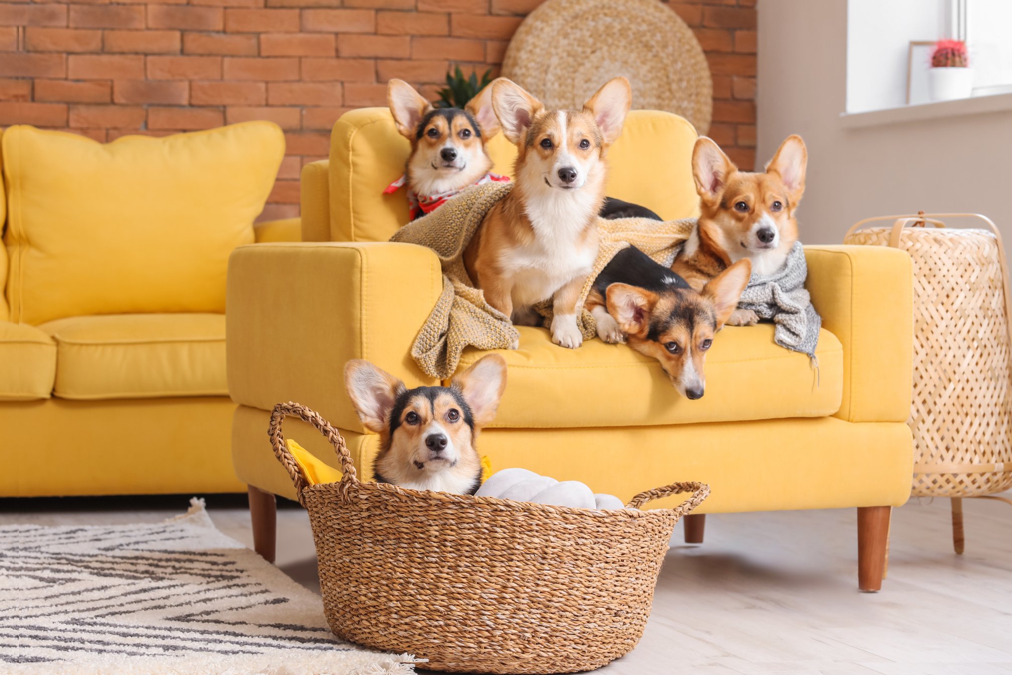 Corgi Dogs at Home